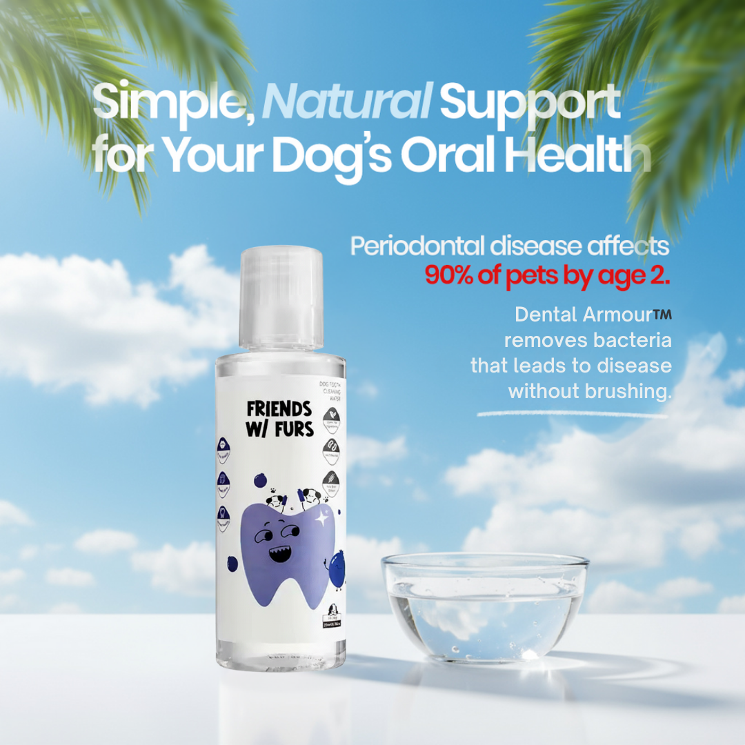 Save Your Dog From Painful Dental Surgery (and Your Wallet From the $1,500 Bill)