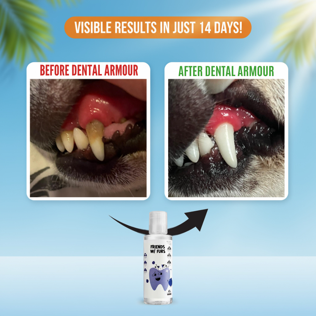 Save Your Dog From Painful Dental Surgery (and Your Wallet From the $1,500 Bill)