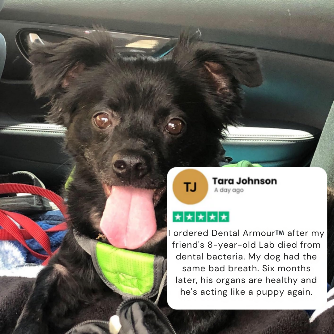 Save Your Dog From Painful Dental Surgery (and Your Wallet From the $1,500 Bill)